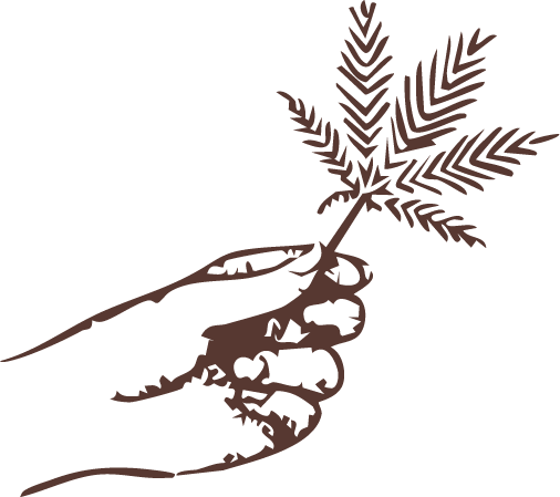 Hand holding cannabis plant